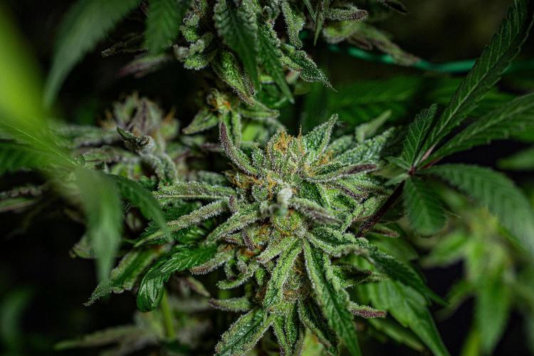 Nori Cake Green House Seed Co.. Week 16 - Day 112