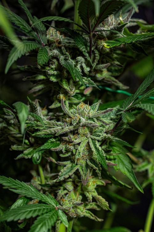 Nori Cake Green House Seed Co.. Week 16 - Day 112
