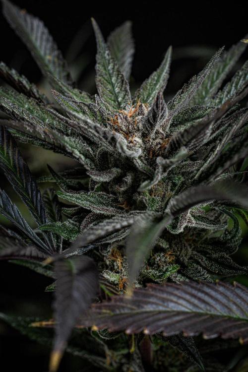 Nori Cake Green House Seed Co.. Week 16 - Day 112