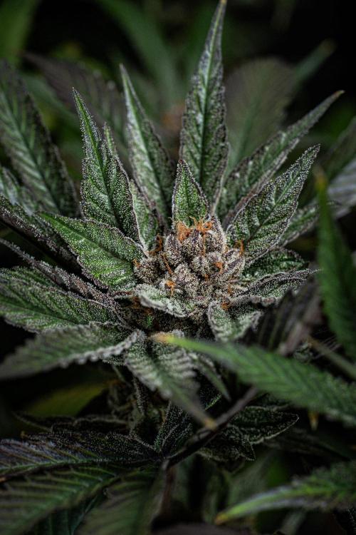 Nori Cake Green House Seed Co.. Week 16 - Day 112