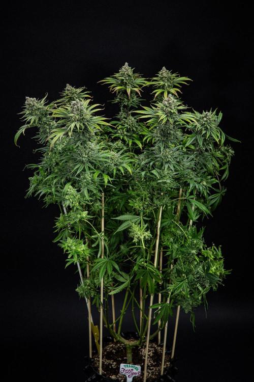 Franco's Fullgas! Green House Seed Co.. Week 16 - Day 112