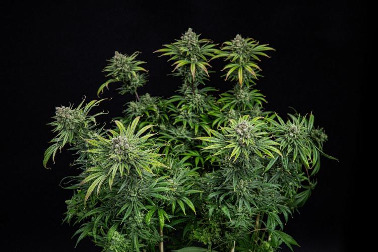Franco's Fullgas! Green House Seed Co.. Week 16 - Day 112