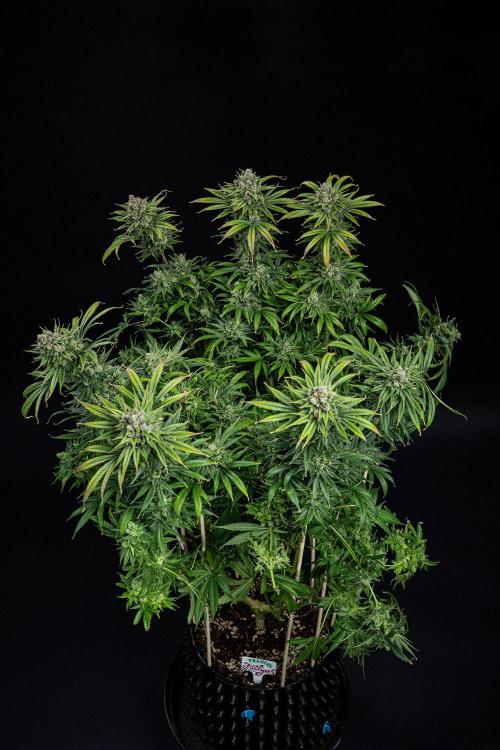 Franco's Fullgas! Green House Seed Co.. Week 16 - Day 112
