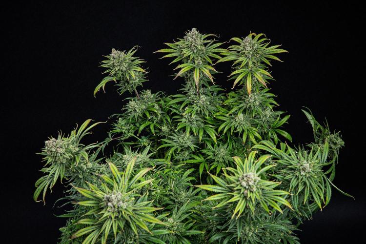 Franco's Fullgas! Green House Seed Co.. Week 16 - Day 112