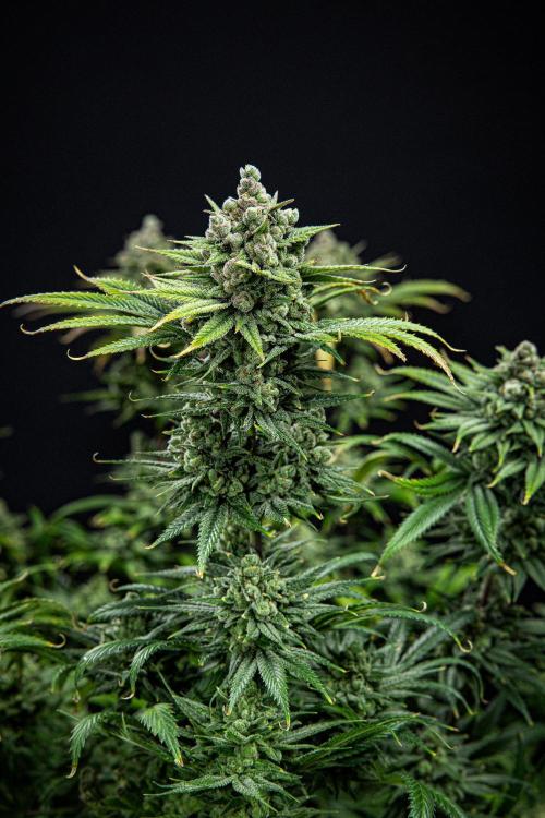 Franco's Fullgas! Green House Seed Co.. Week 16 - Day 112