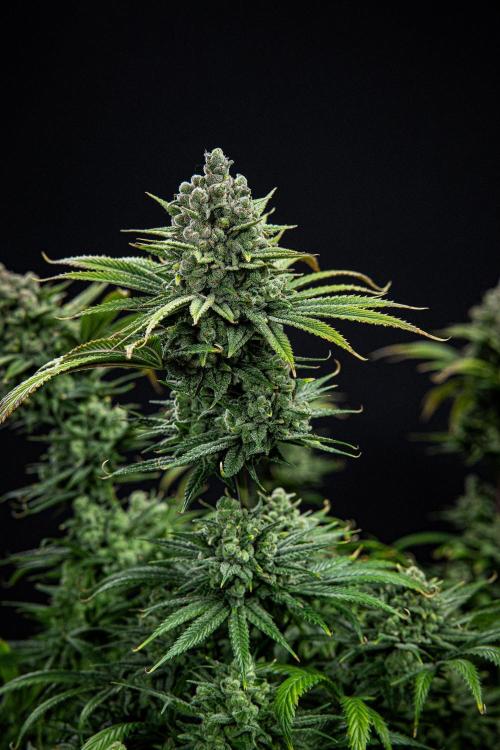 Franco's Fullgas! Green House Seed Co.. Week 16 - Day 112
