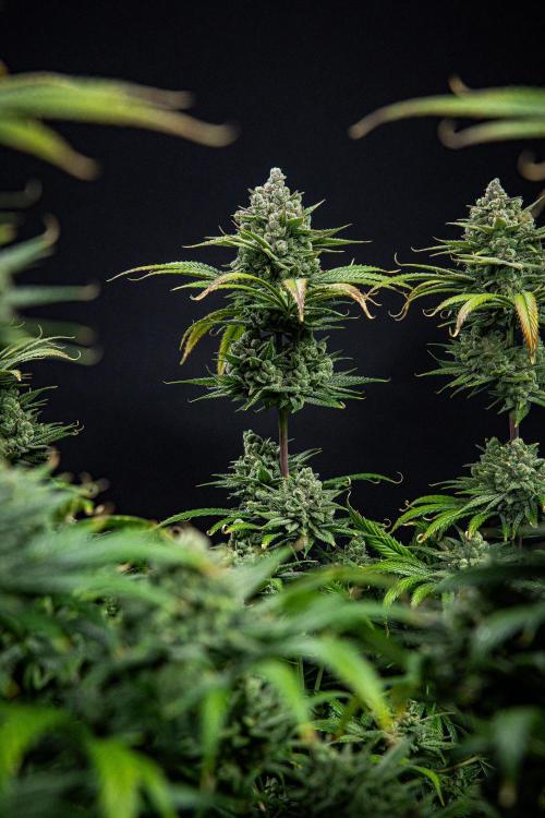 Franco's Fullgas! Green House Seed Co.. Week 16 - Day 112
