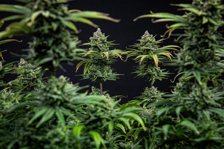 Franco's Fullgas! Green House Seed Co.. Week 16 - Day 112