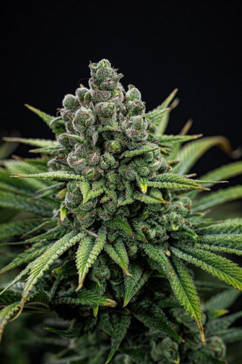 Franco's Fullgas! Green House Seed Co.. Week 16 - Day 112