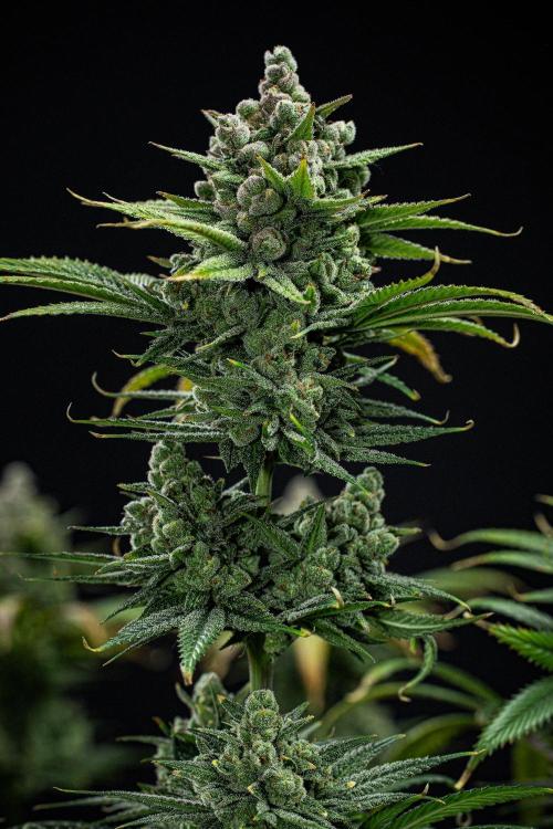 Franco's Fullgas! Green House Seed Co.. Week 16 - Day 112