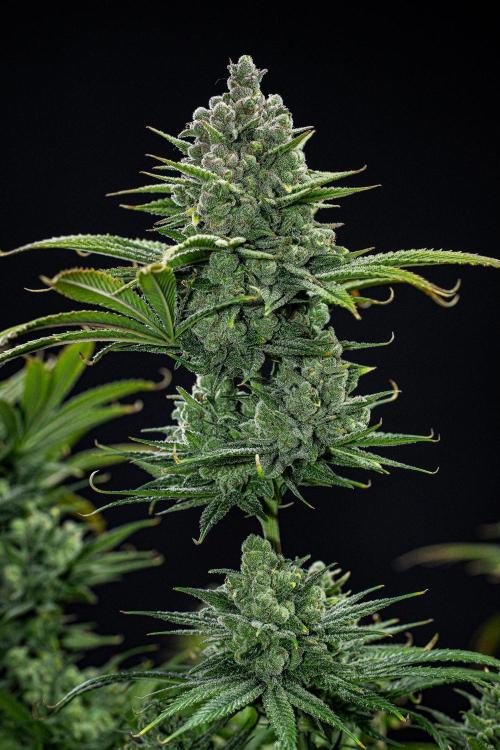 Franco's Fullgas! Green House Seed Co.. Week 16 - Day 112