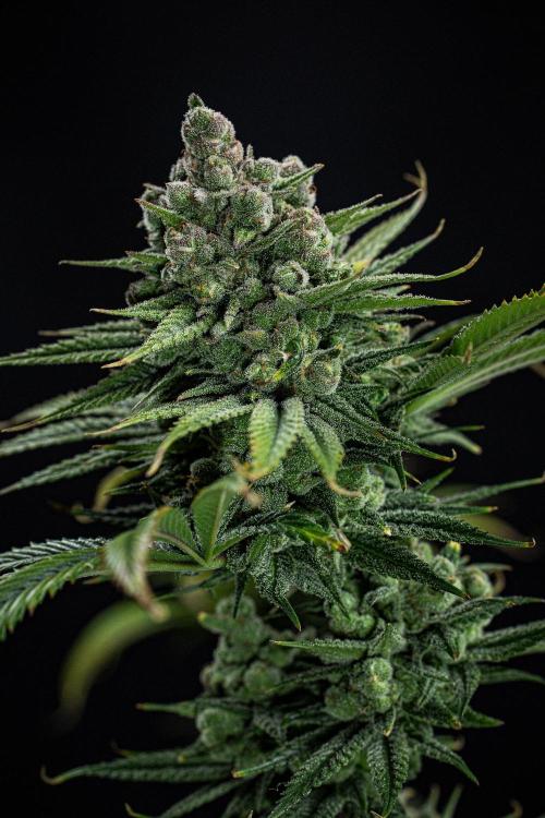 Franco's Fullgas! Green House Seed Co.. Week 16 - Day 112