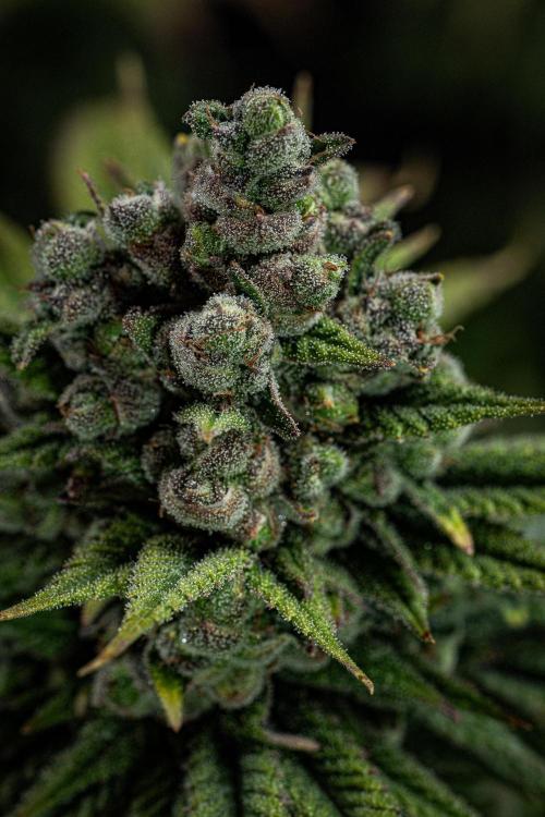 Franco's Fullgas! Green House Seed Co.. Week 16 - Day 112