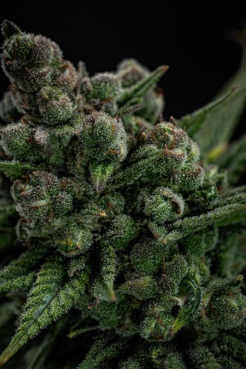 Franco's Fullgas! Green House Seed Co.. Week 16 - Day 112