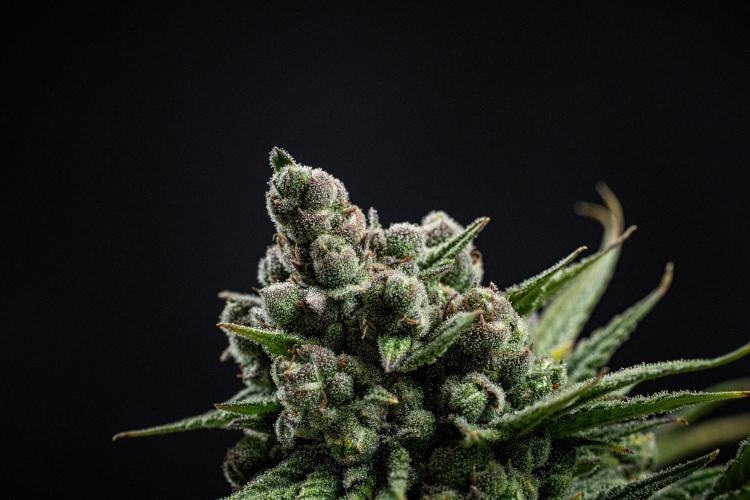 Franco's Fullgas! Green House Seed Co.. Week 16 - Day 112