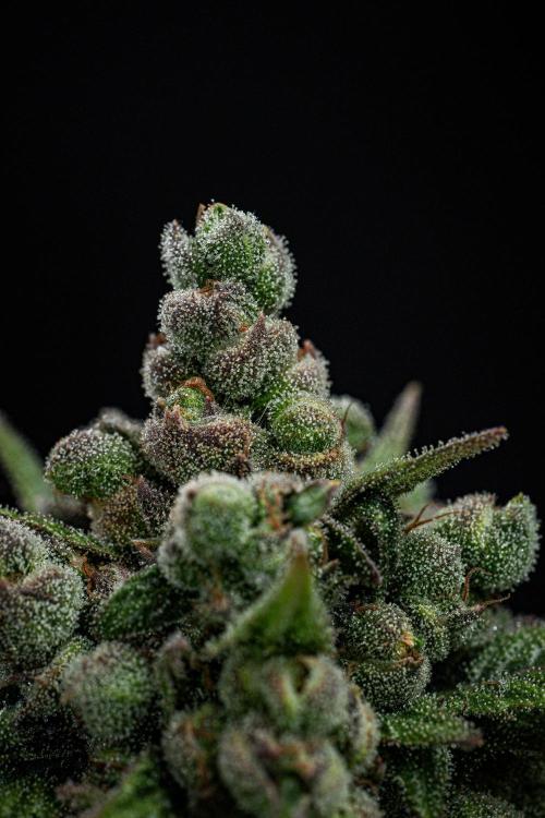 Franco's Fullgas! Green House Seed Co.. Week 16 - Day 112