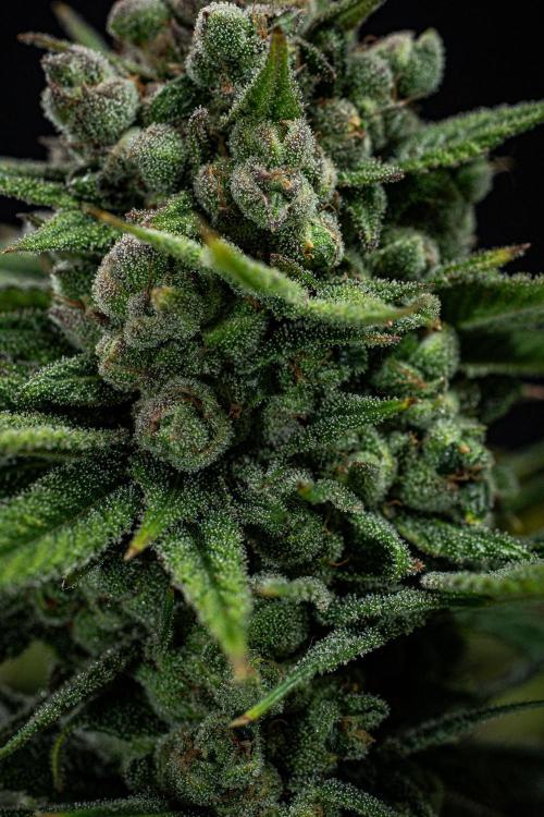 Franco's Fullgas! Green House Seed Co.. Week 16 - Day 112