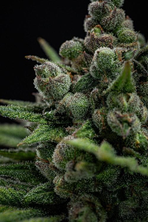 Franco's Fullgas! Green House Seed Co.. Week 16 - Day 112