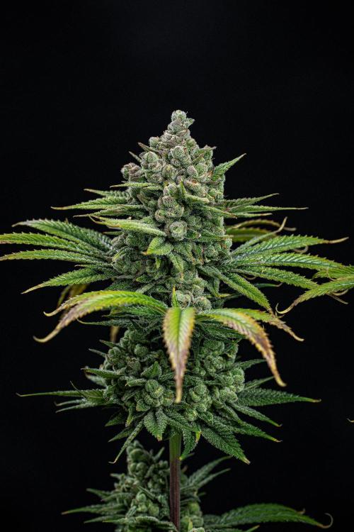 Franco's Fullgas! Green House Seed Co.. Week 16 - Day 112