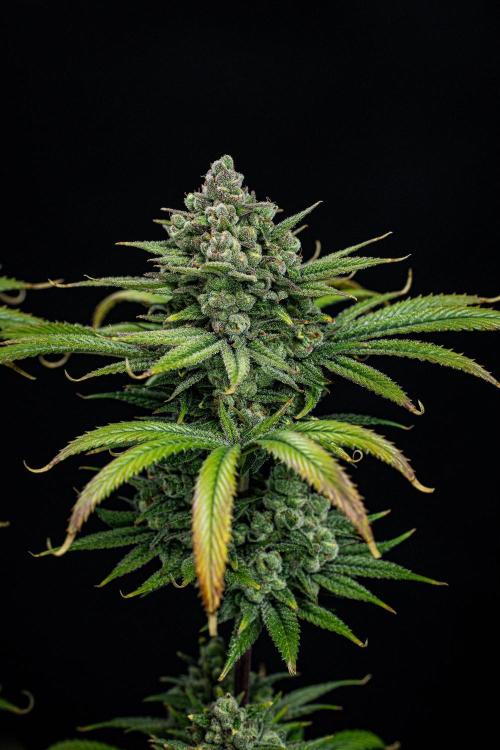 Franco's Fullgas! Green House Seed Co.. Week 16 - Day 112