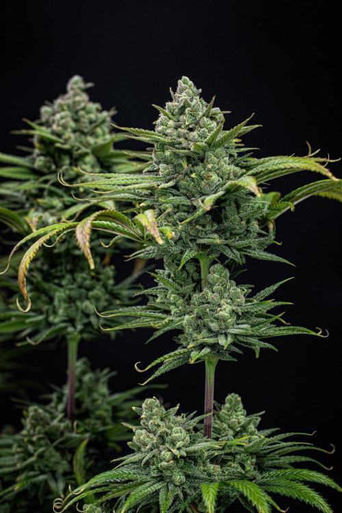Franco's Fullgas! Green House Seed Co.. Week 16 - Day 112
