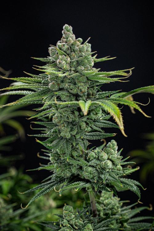 Franco's Fullgas! Green House Seed Co.. Week 16 - Day 112
