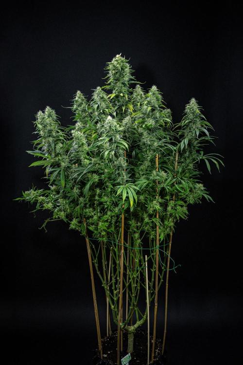 Sticky Broccoli Zamnesia EternityGrowCup. Week 16 - #1 Day 108