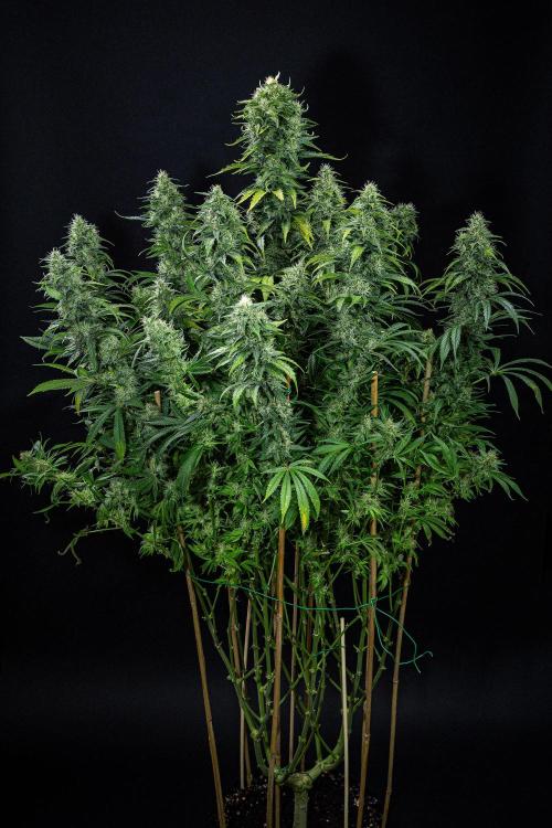Sticky Broccoli Zamnesia EternityGrowCup. Week 16 - #1 Day 108