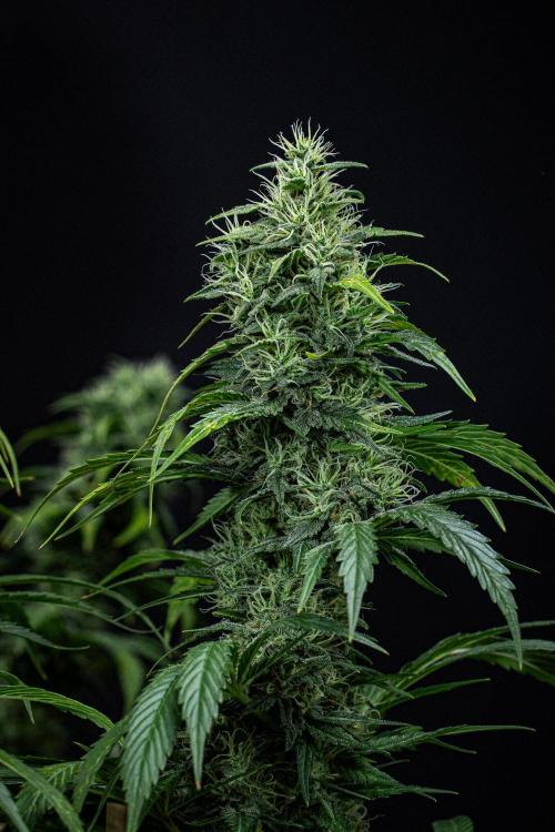Sticky Broccoli Zamnesia EternityGrowCup. Week 16 - #1 Day 108