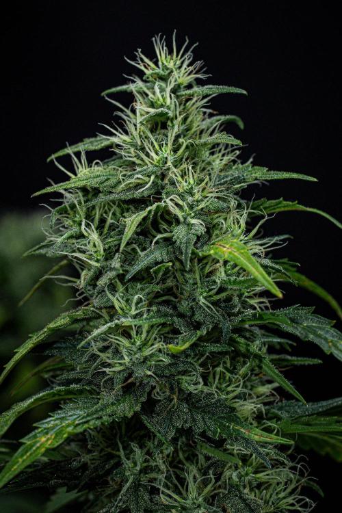 Sticky Broccoli Zamnesia EternityGrowCup. Week 16 - #1 Day 108