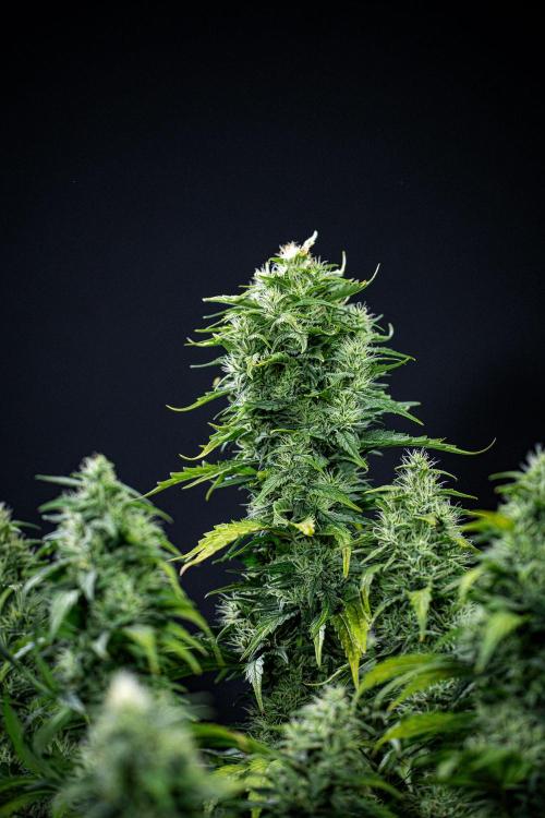 Sticky Broccoli Zamnesia EternityGrowCup. Week 16 - #1 Day 108