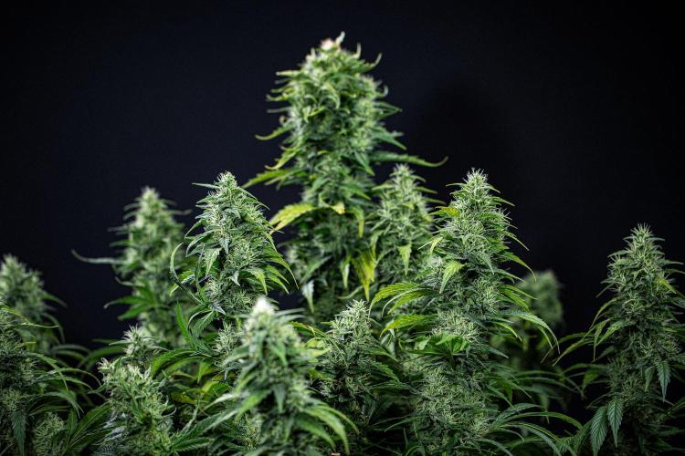 Sticky Broccoli Zamnesia EternityGrowCup. Week 16 - #1 Day 108