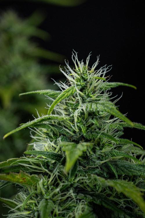 Sticky Broccoli Zamnesia EternityGrowCup. Week 16 - #1 Day 108