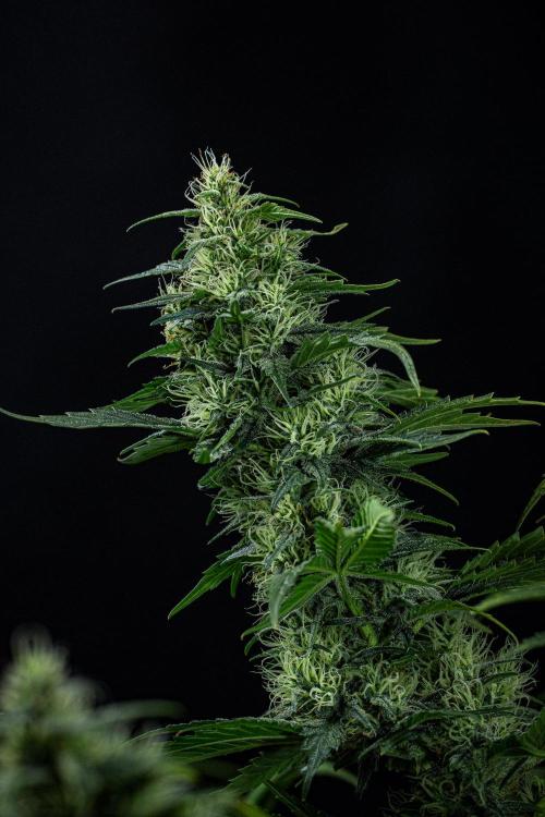 Sticky Broccoli Zamnesia EternityGrowCup. Week 16 - #1 Day 108