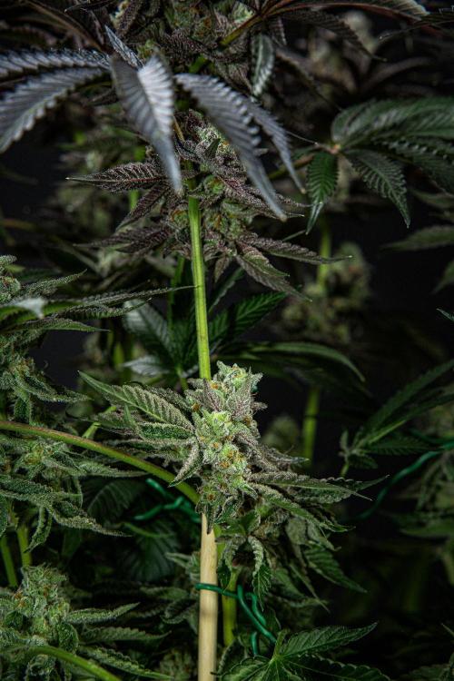 Candy House UKHTA Genetics. Week 16 - Day 112