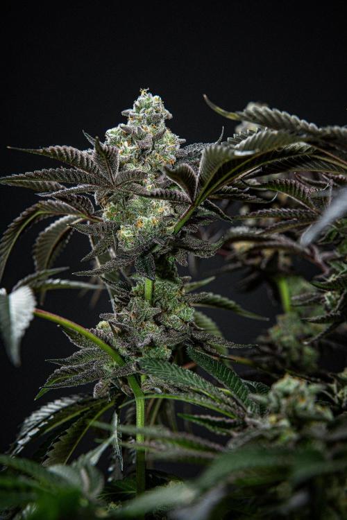 Candy House UKHTA Genetics. Week 16 - Day 112