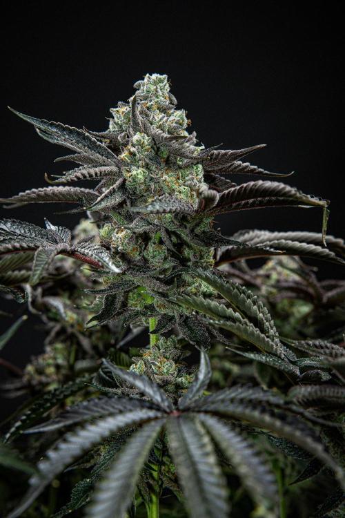 Candy House UKHTA Genetics. Week 16 - Day 112
