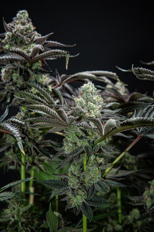 Candy House UKHTA Genetics. Week 16 - Day 112