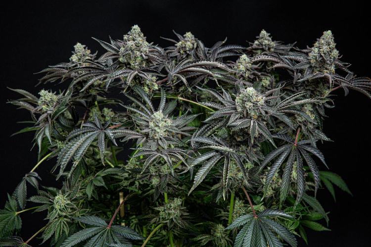 Candy House UKHTA Genetics. Week 16 - Day 112