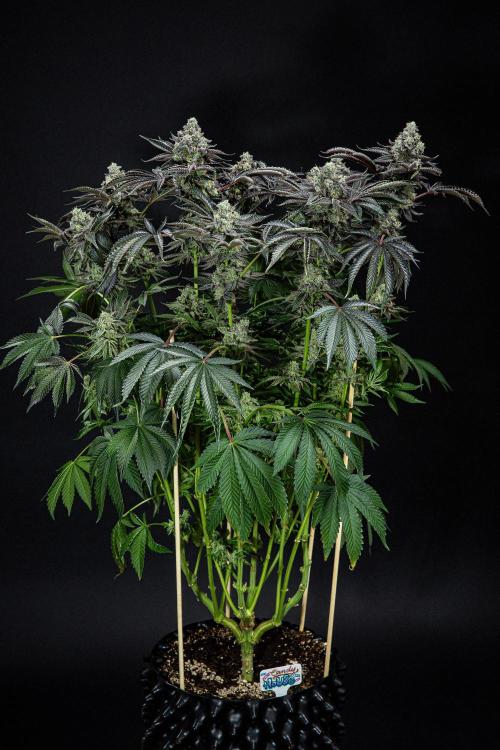 Candy House UKHTA Genetics. Week 16 - Day 112