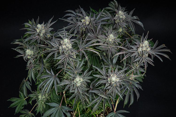 Candy House UKHTA Genetics. Week 16 - Day 112