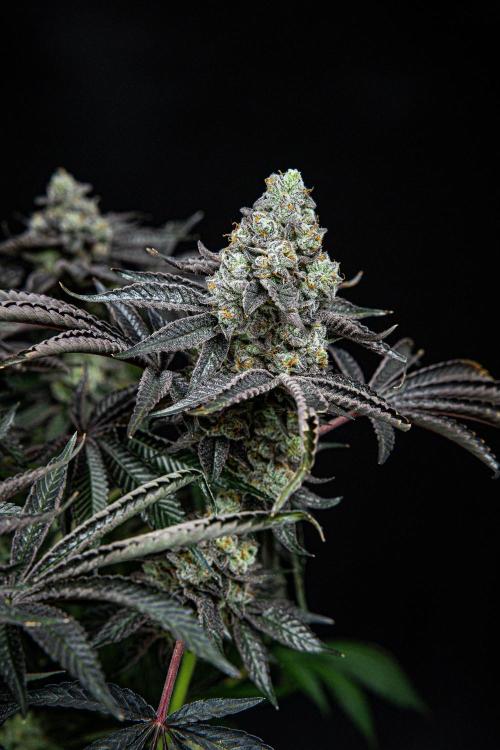 Candy House UKHTA Genetics. Week 16 - Day 112