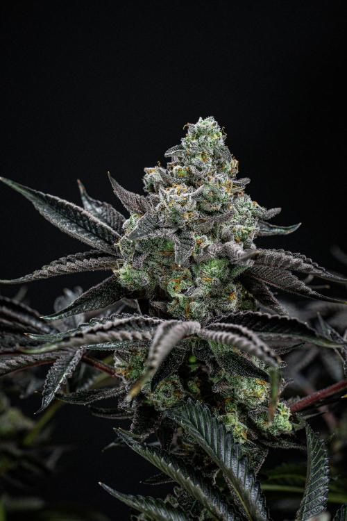 Candy House UKHTA Genetics. Week 16 - Day 112