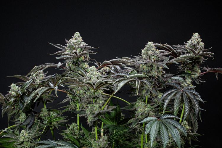 Candy House UKHTA Genetics. Week 16 - Day 112