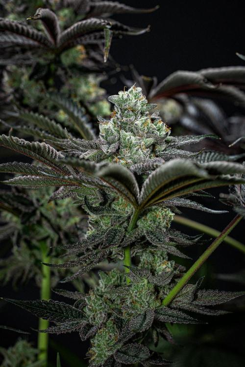 Candy House UKHTA Genetics. Week 16 - Day 112