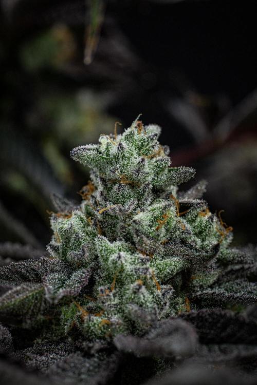 Candy House UKHTA Genetics. Week 16 - Day 112