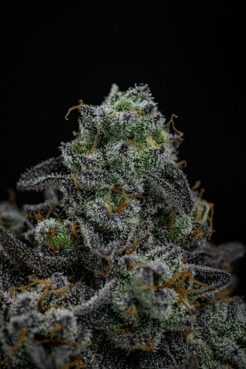 Candy House UKHTA Genetics. Week 16 - Day 112