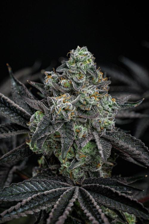 Candy House UKHTA Genetics. Week 16 - Day 112