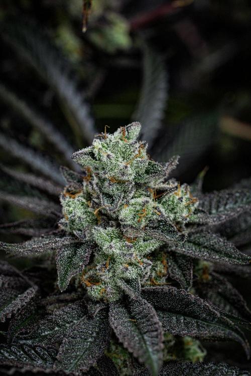 Candy House UKHTA Genetics. Week 16 - Day 112