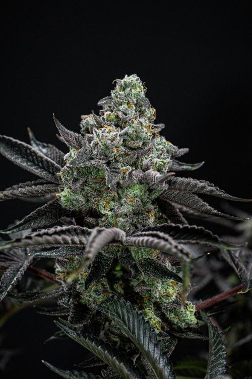 Candy House UKHTA Genetics. Week 16 - Day 112